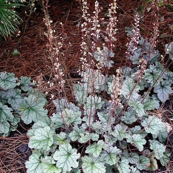 Silver Scrolls Coral Bells Heuchera