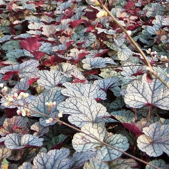 Silver Scrolls Coral Bells Heuchera