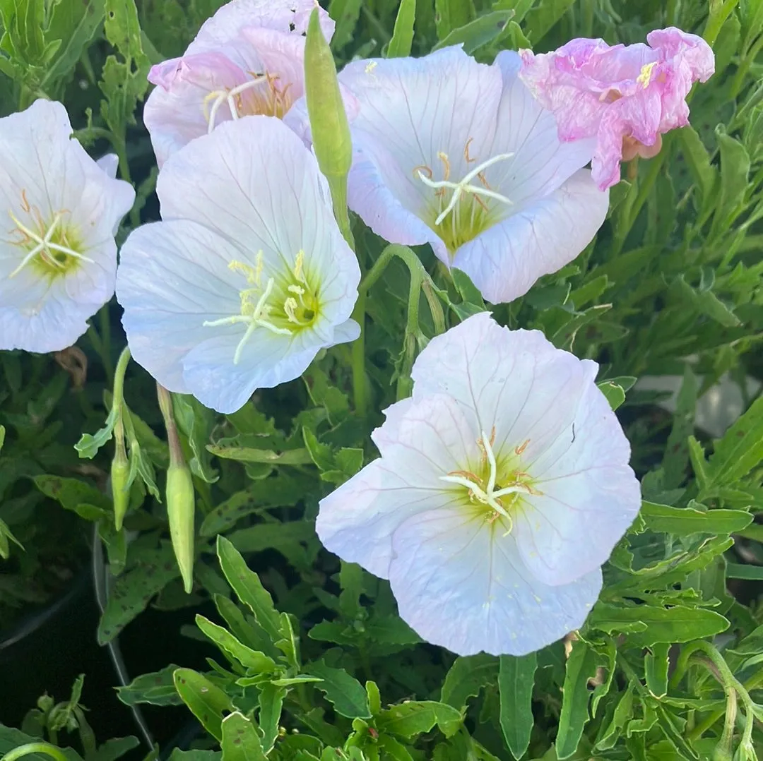 Siskiyou Pink Evening Primrose