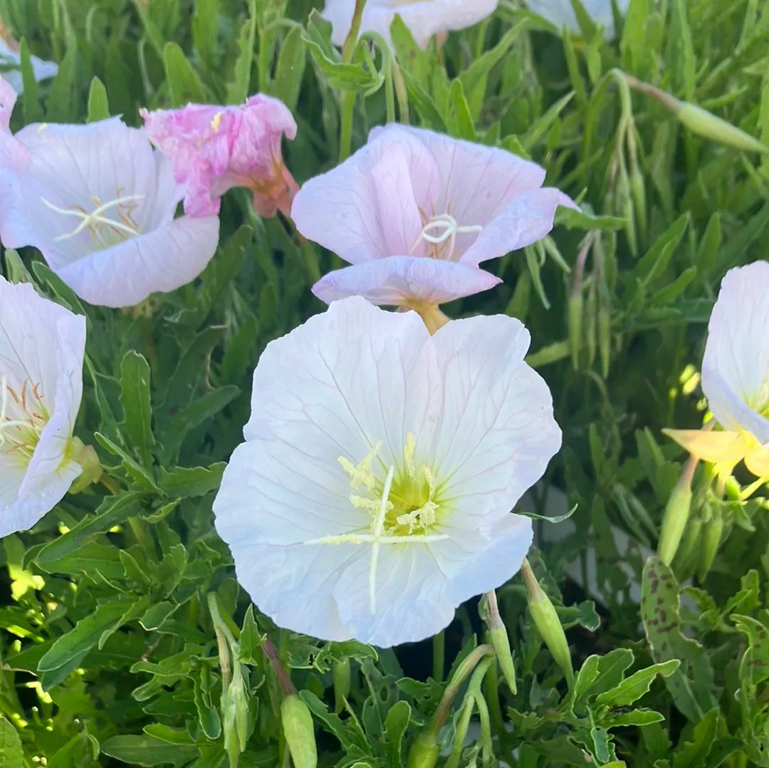 Siskiyou Pink Evening Primrose