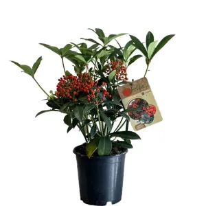 Skimmia Japonica 'Pabella' 1.5Ltr (NL)