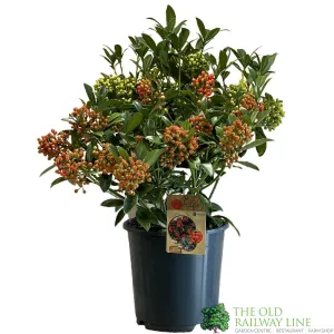 Skimmia japonica 'Pabella' 4Ltr Pot (NL)