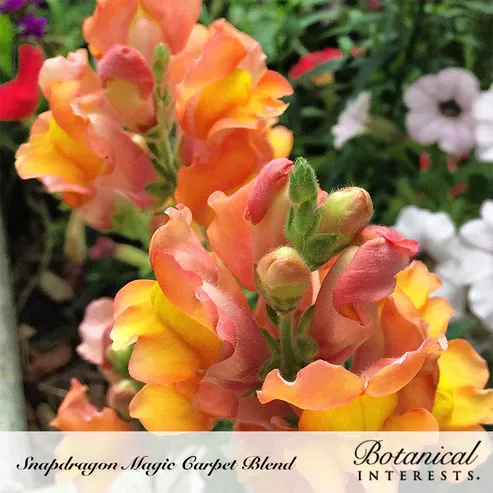 Snapdragon Magic Carpet Blend Seed Pkt