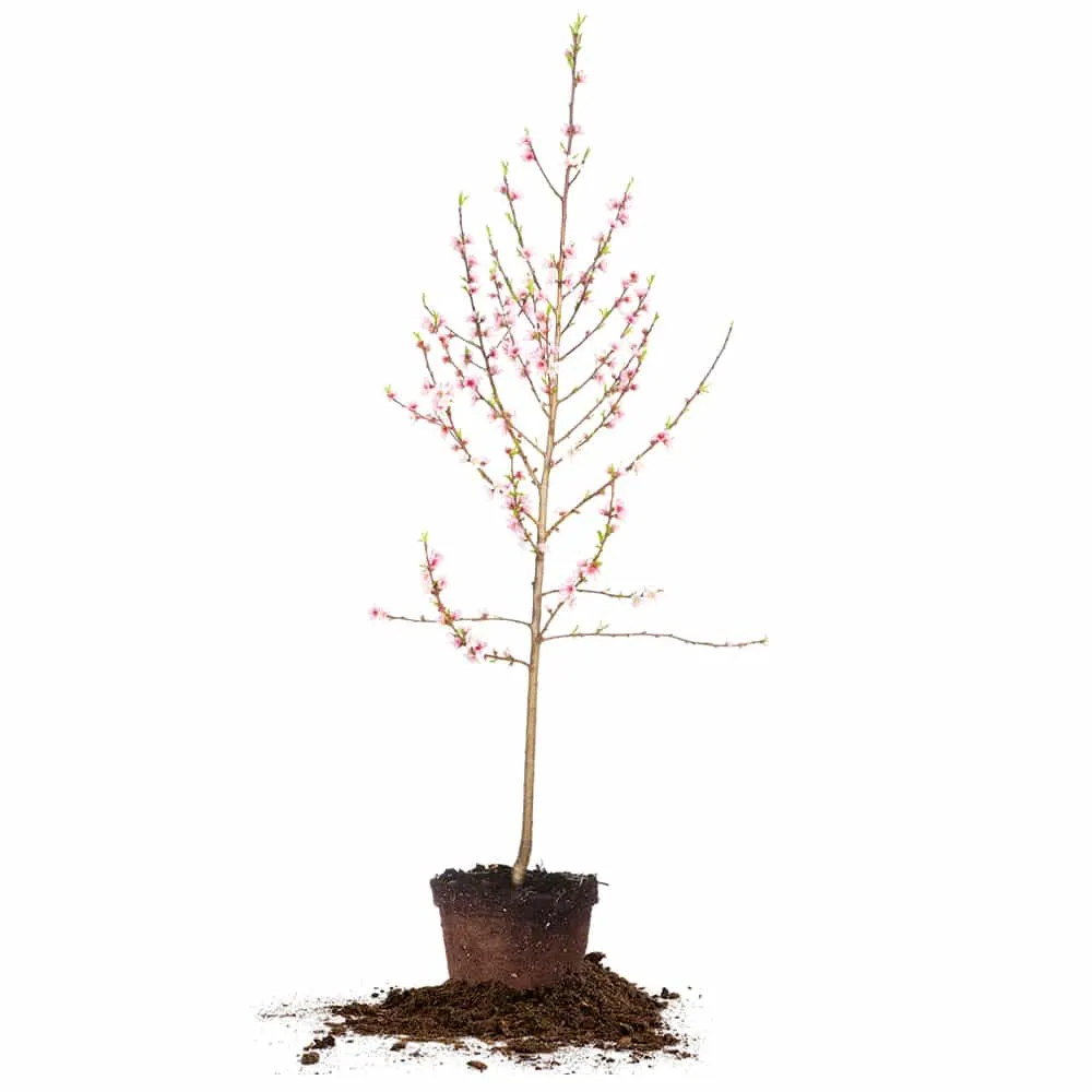 Snowbrite White Peach Tree