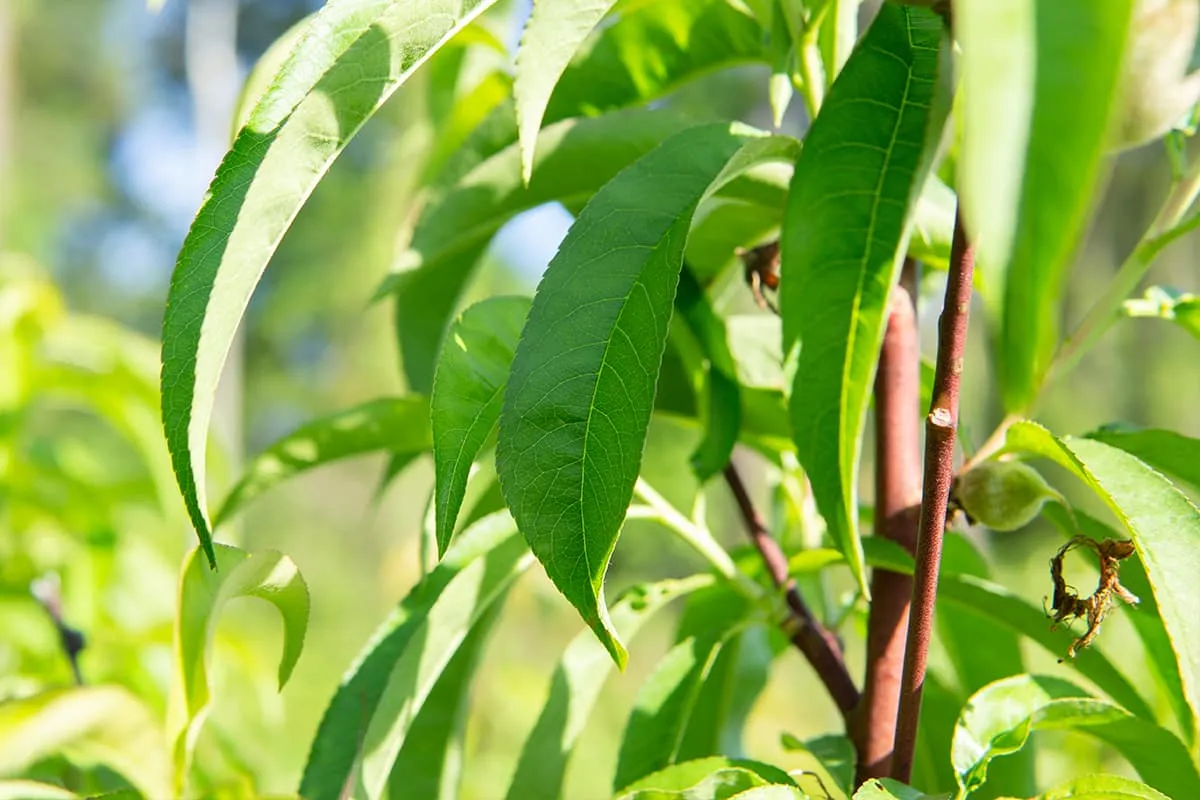 Snowbrite White Peach Tree