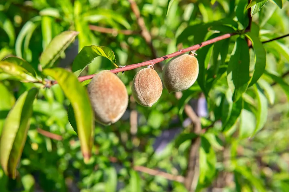 Snowbrite White Peach Tree