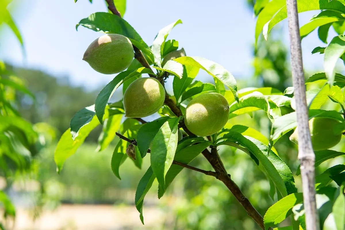 Snowbrite White Peach Tree