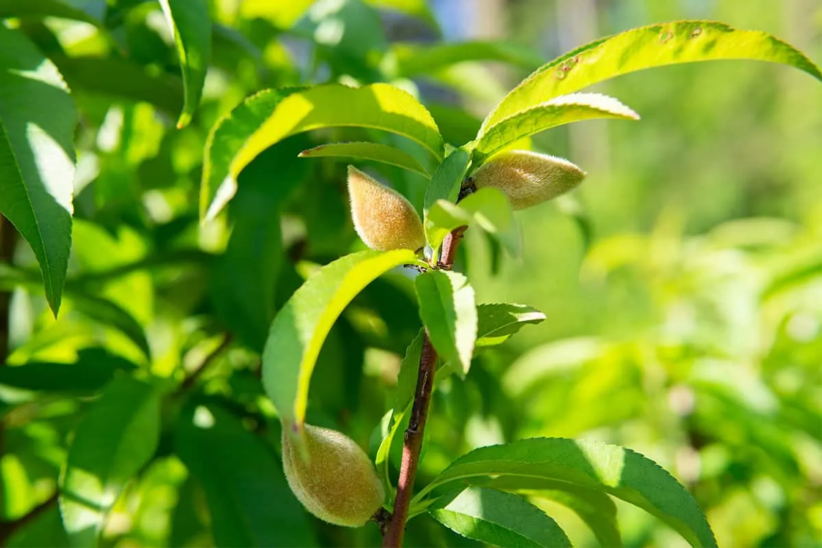 Snowbrite White Peach Tree