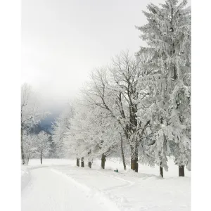 Snowy Back Road Printed Backdrop