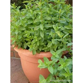 Spearmint: Heirloom Kitchen Herb by Renee's Garden