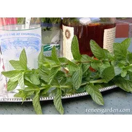 Spearmint: Heirloom Kitchen Herb by Renee's Garden