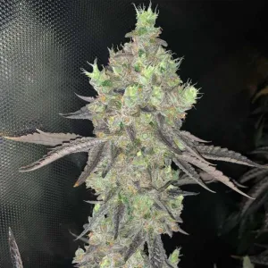 Spitfire Genetics - Watzapp - Regular Seeds   4 x FREE Zapp Seeds