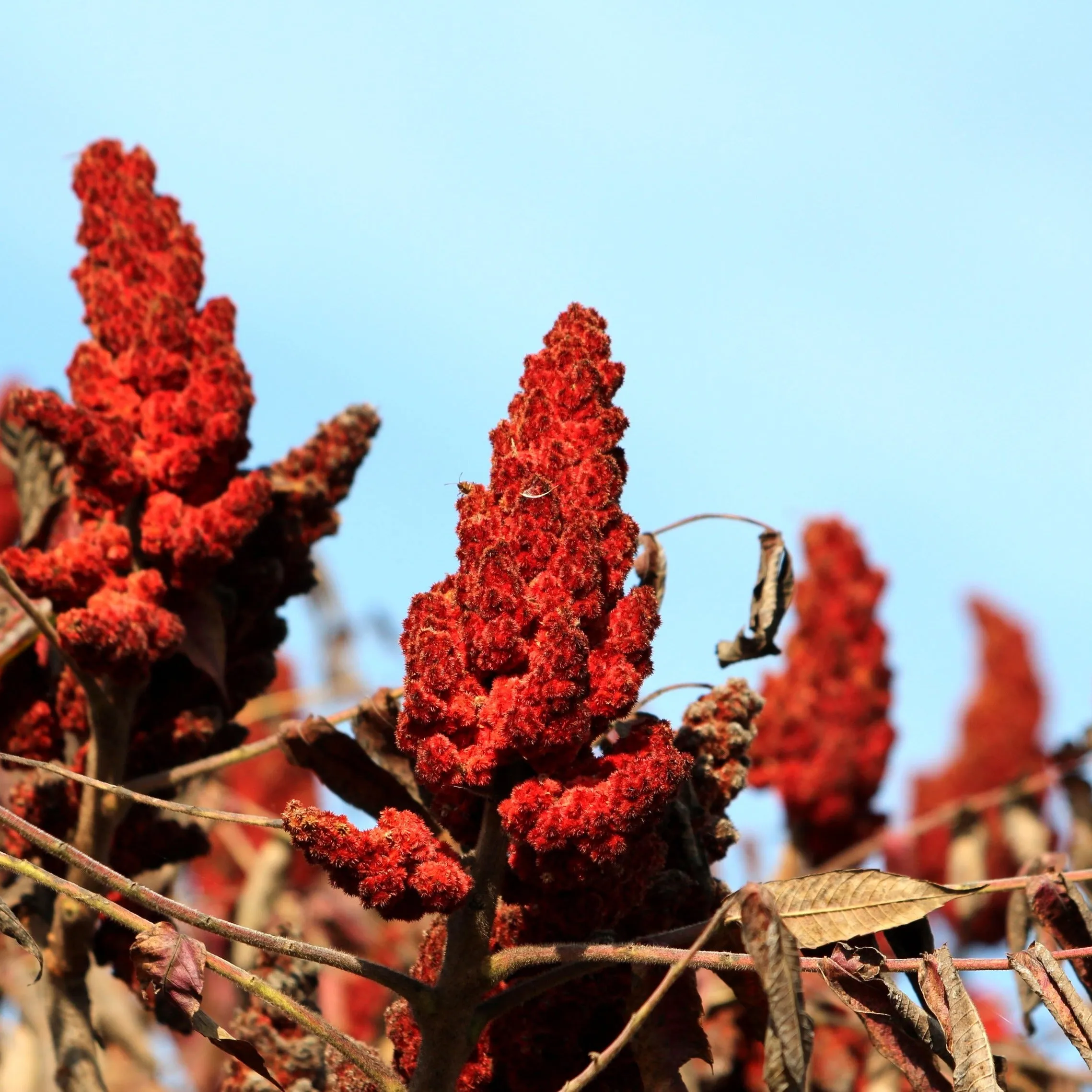 Staghorn Sumac Tree