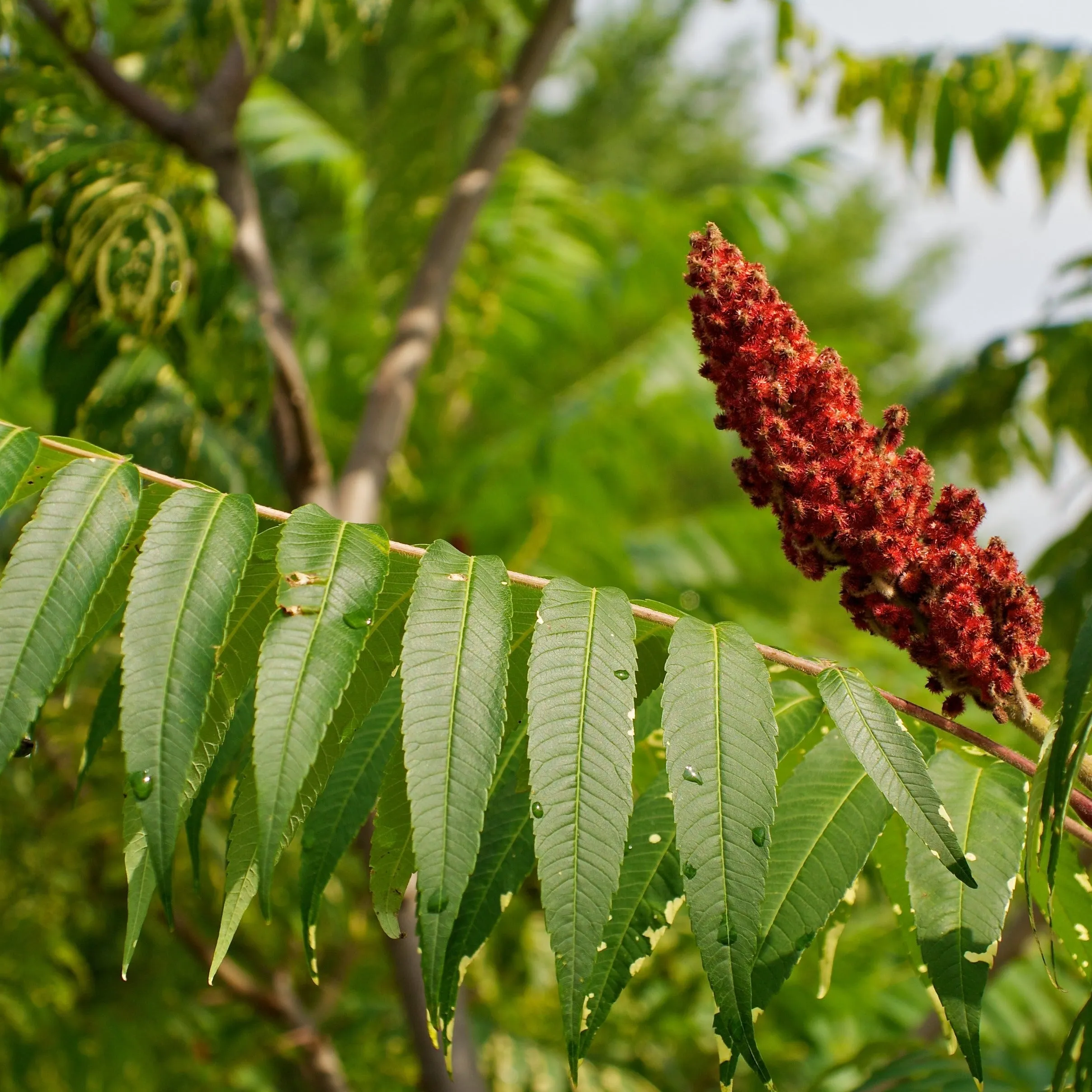 Staghorn Sumac Tree