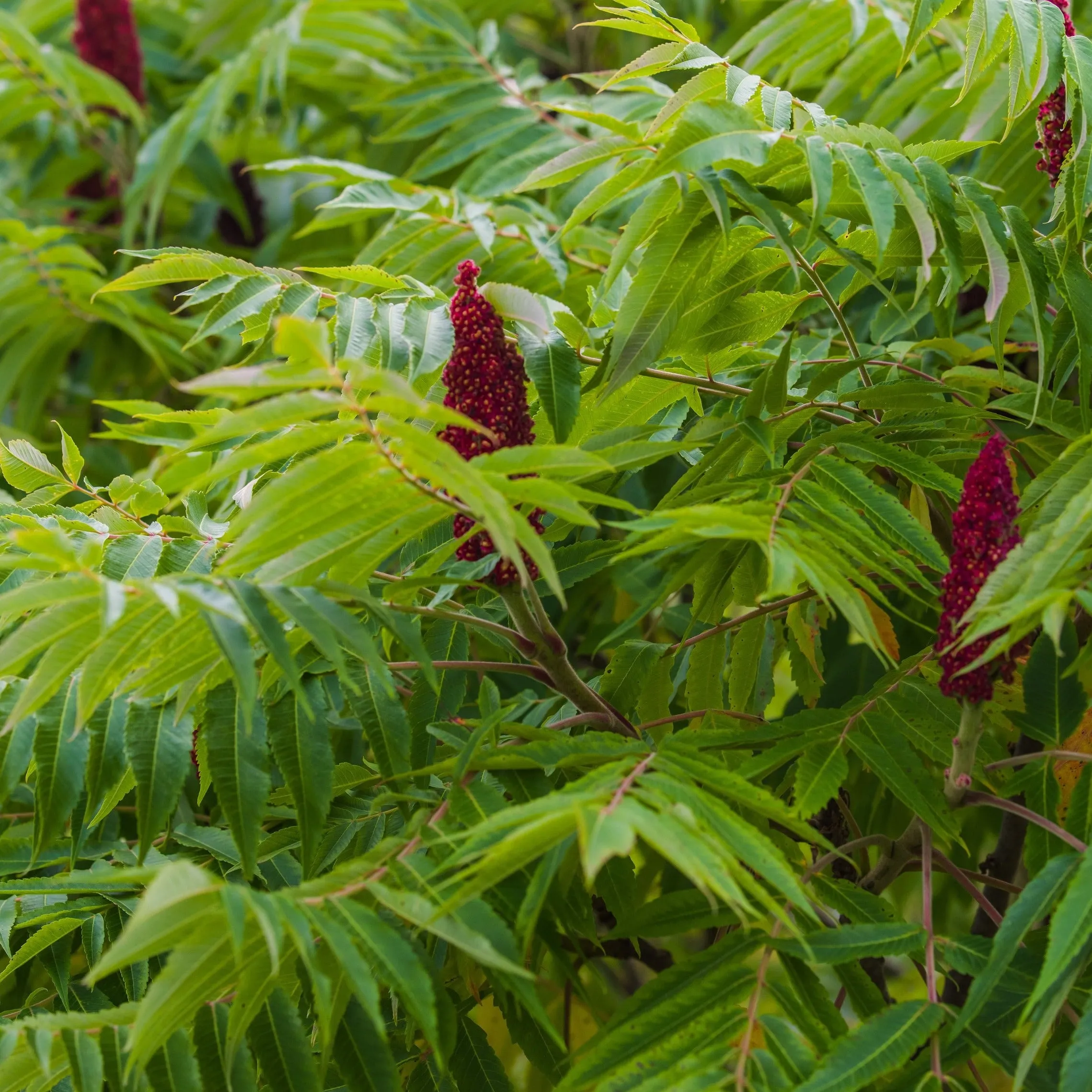 Staghorn Sumac Tree