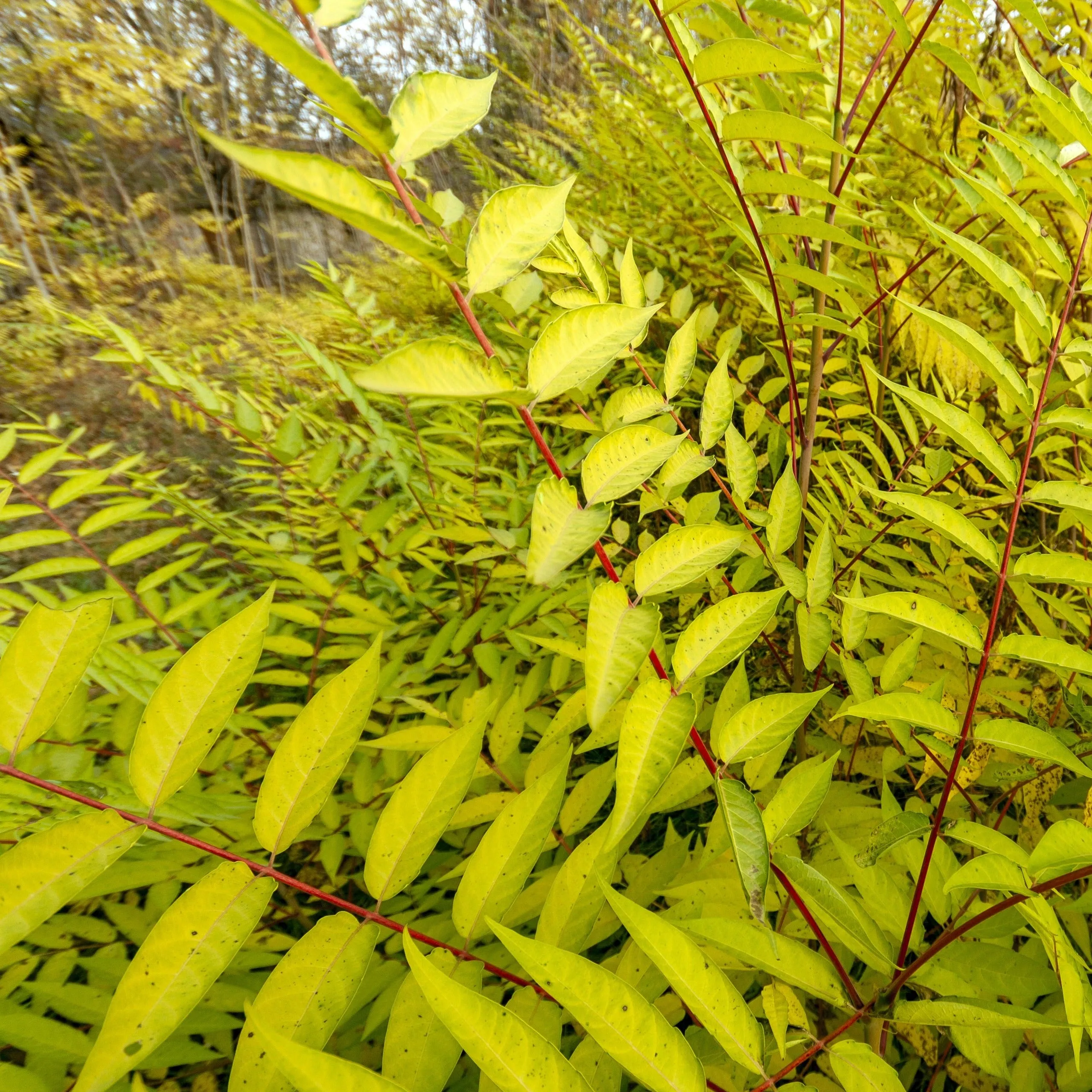 Staghorn Sumac Tree