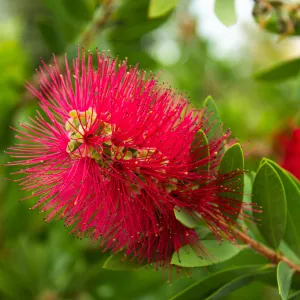 Standard Callistemon - Bottle Brush (90cm tall)