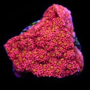 Starburst Cap Montipora Coral