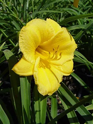 Stella d'Oro Daylily