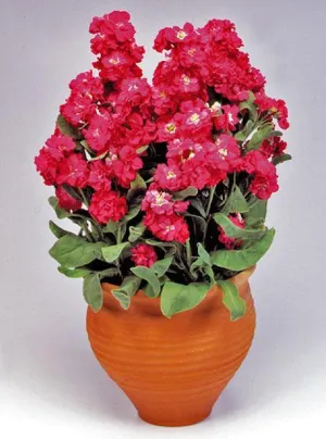 Stock Cinderella Red Flower Seeds