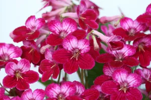 Streptocarpus 'Hope' - Cape Primrose