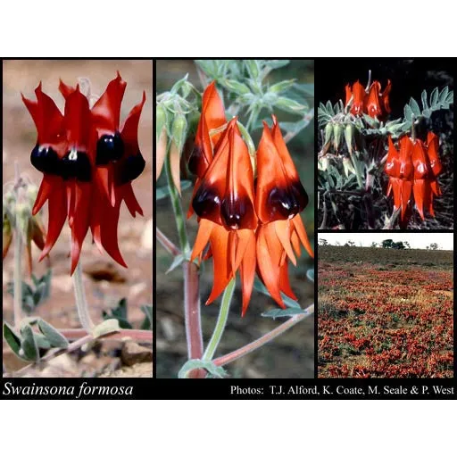 Sturt Pea Seeds