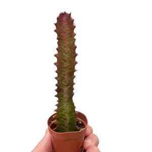 Succulent Euphorbia 'Trigona Rubra'