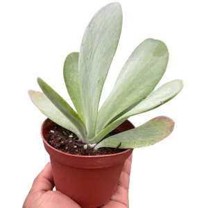 Succulent Kalanchoe 'Flap Jack'