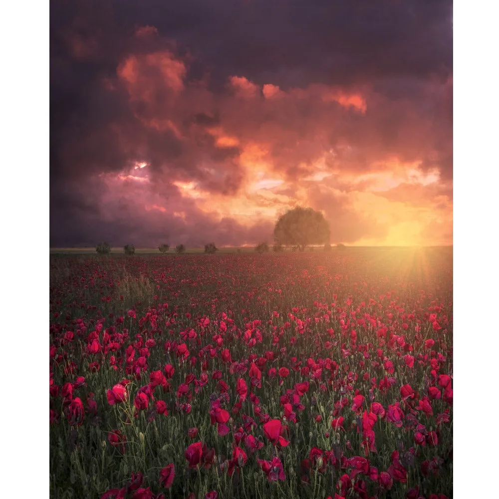 Summer Meadow Printed Backdrop