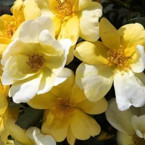 Sunny Knock Out® Rose Tree