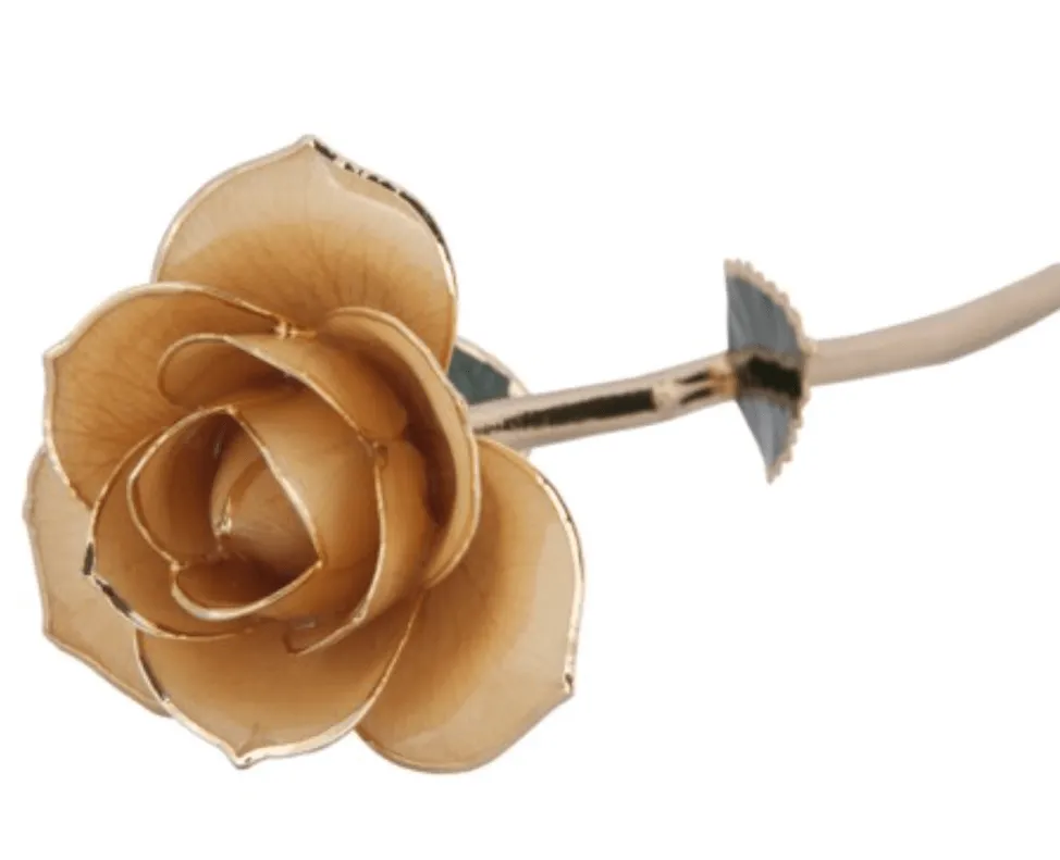 Sweet Cream - 24K Dipped Rose