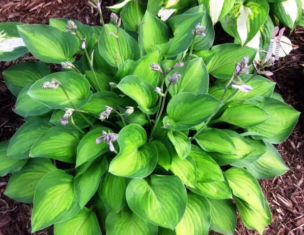 Sweet Home Chicago Hosta