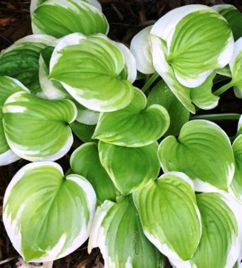 Sweet Innocence Hosta