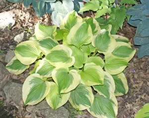 Sweet Innocence Hosta