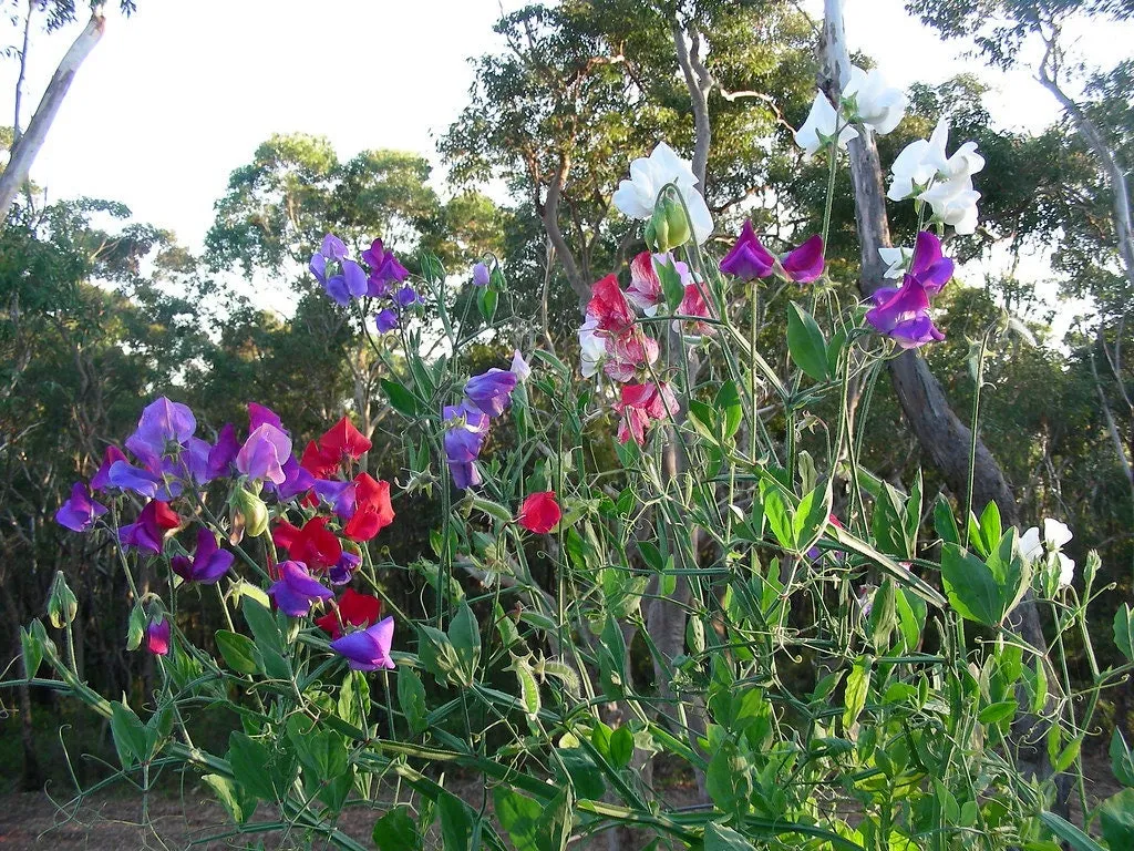 Sweet Pea Royal Mix  Lathyrus odoratus  20 Seeds  USA Company