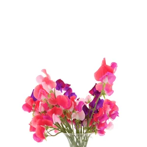 Sweet Peas Patio Mix Seeds | West Coast Seeds