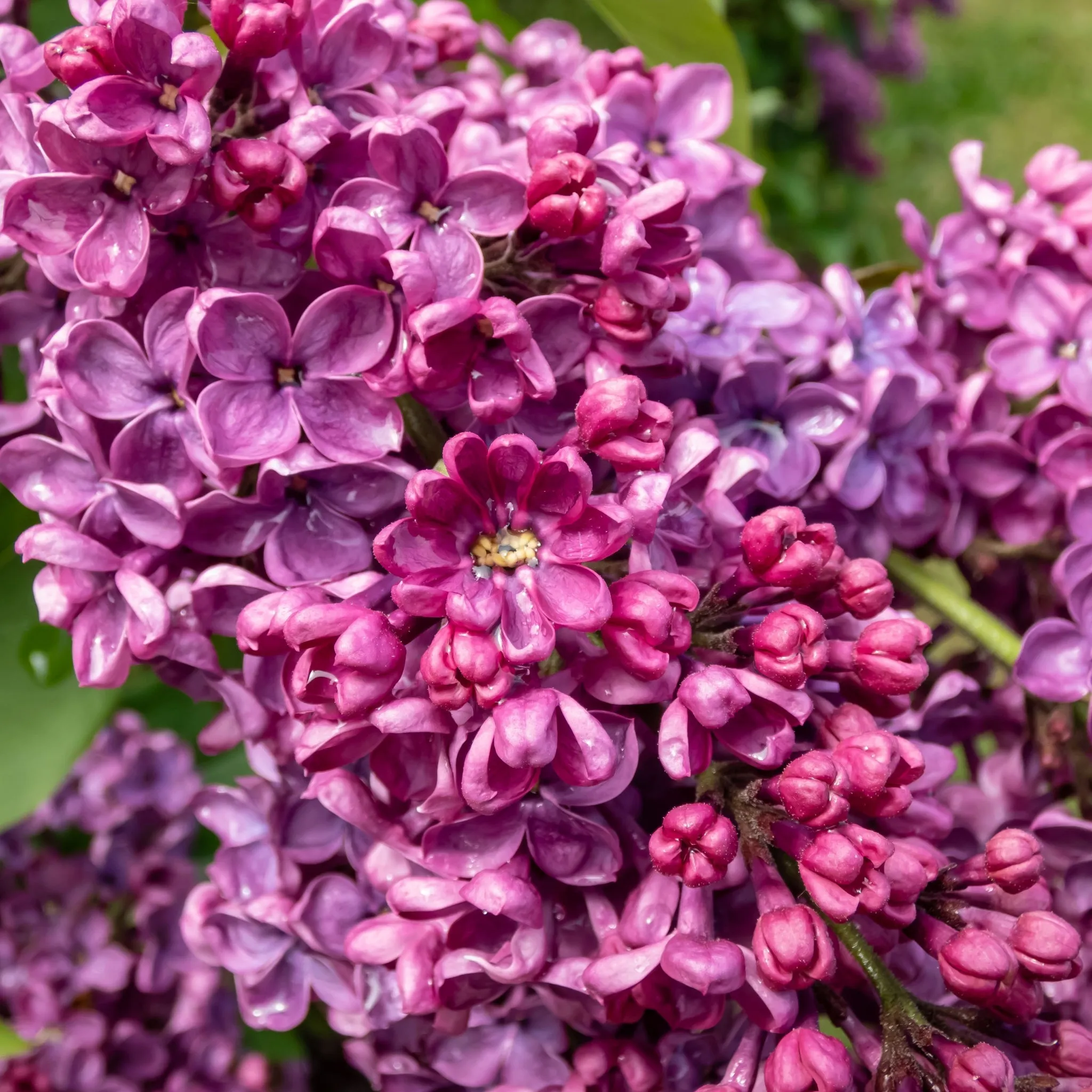 Syringa vulgaris 'Andenken an Ludwig Spath' 2L