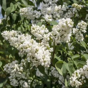 Syringa vulgaris 'Madame Lemoine' (Common Lilac) 2L