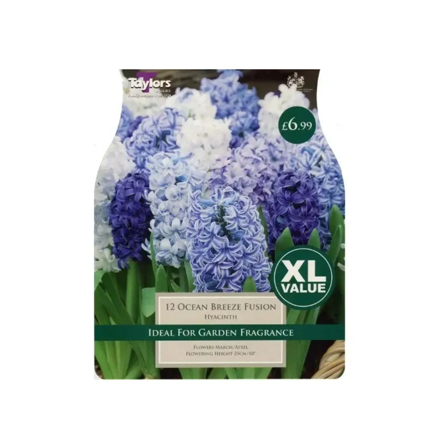 Taylors 10 Ocean Breeze Fusion Hyacinth Bulbs