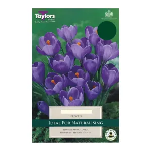 Taylors 10 Purple Crocus Bulbs