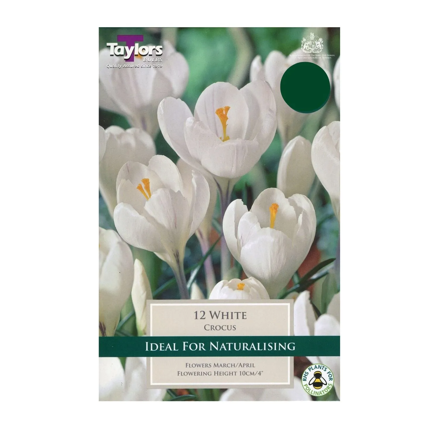 Taylors 10 White Crocus Bulbs