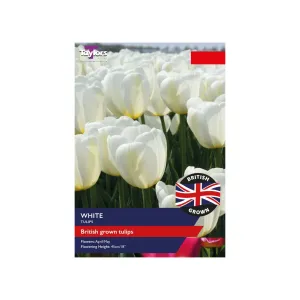 Taylors 12 British Grown White Tulips