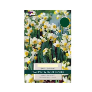 Taylors 12 Canaliculatus Narcissus Bulbs