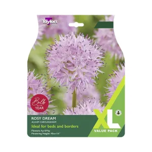 Taylors 15 Allium Carolinianum Rosy Dream