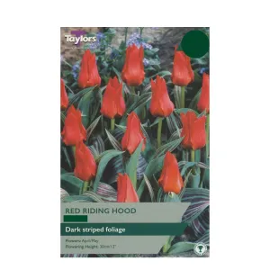 Taylors 15 Tulip Red Riding Hood Bulbs