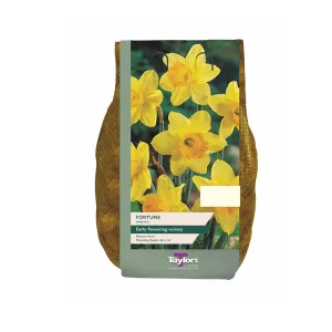 Taylors 1.5kg Fortune Narcissi Daffodil Carri-Pack