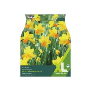 Taylors 20 Jetfire Narcissus Bulbs