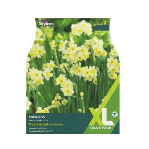 Taylors 30 Minnow Daffodil Bulbs