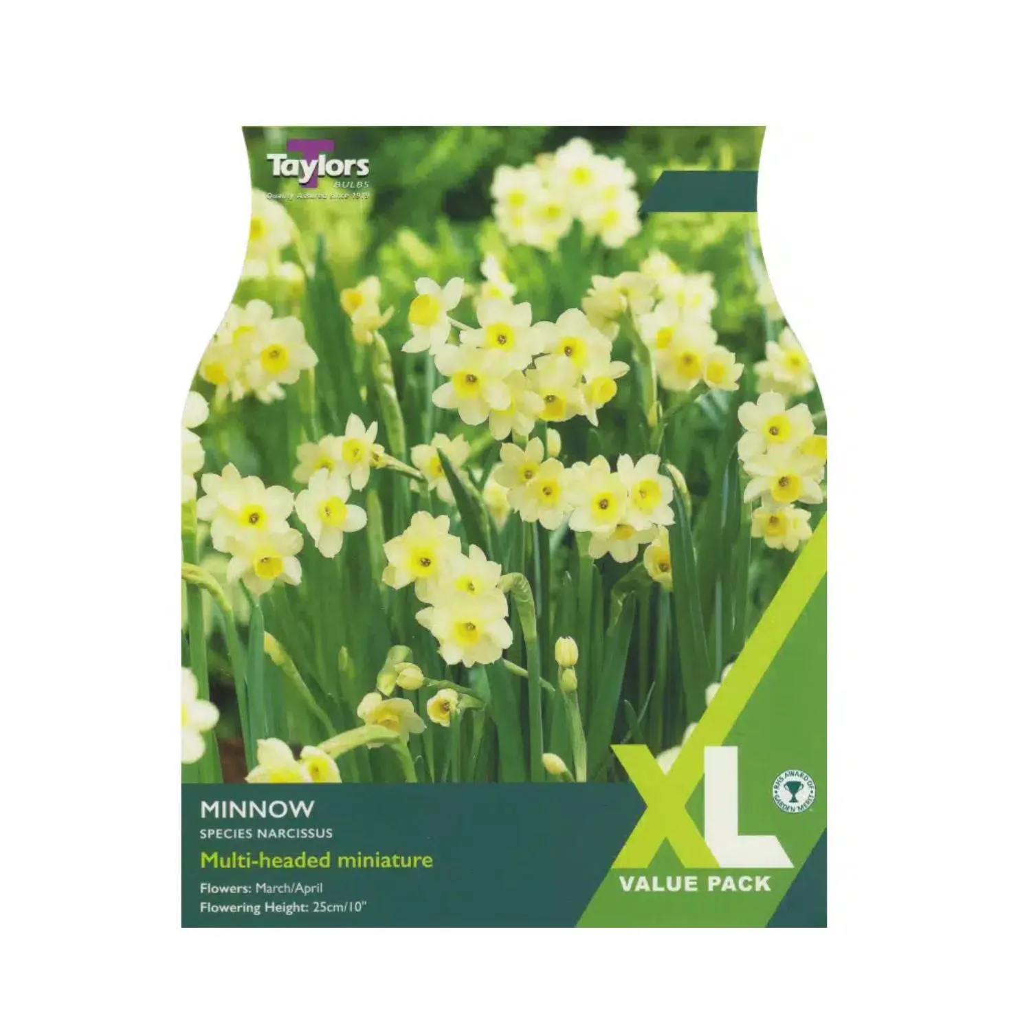 Taylors 30 Minnow Daffodil Bulbs