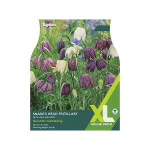 Taylors 30 Snake's Head Fritillary Meleagris Bulbs